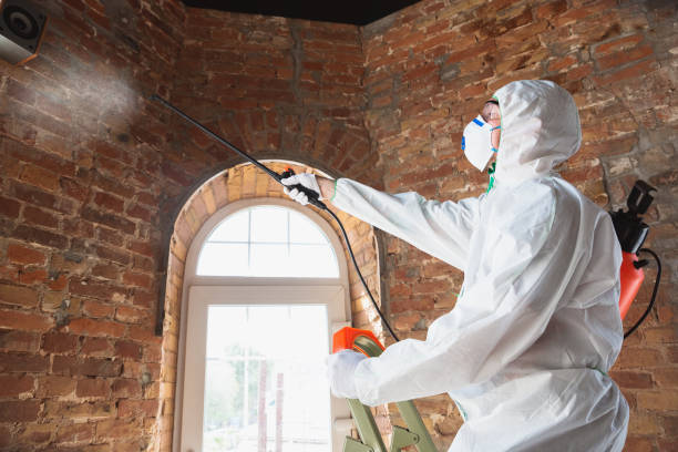 Best Black Mold Removal  in Moraine, OH