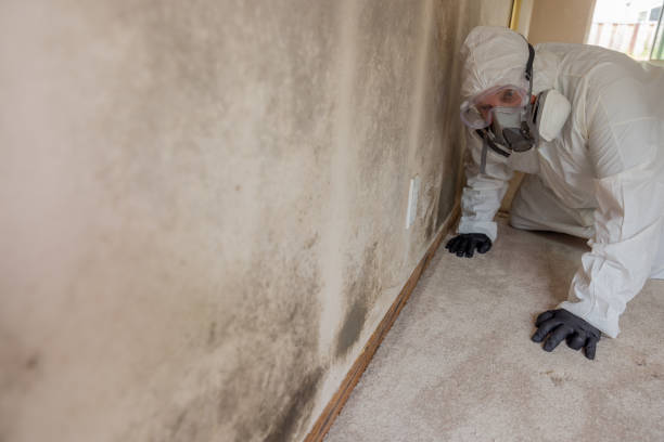 Best Biohazard Mold Removal  in Moraine, OH